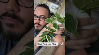 Plant Hoya Polyneura Albo Marginata Love this plants plantlover indoorplants garden hoya [upl. by Harrak]