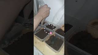 Dessert box coklat lumer part 2 fyplagi fypyoutube fypage fyp fypシ゚viral dessert dessertcake [upl. by Warden]