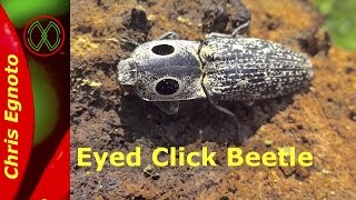 Eyed click beetle Alaus oculatus  This beetle jumps [upl. by Asaeret]