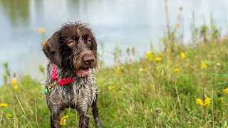 Wirehaired Pointing Griffon vs Lakeland Terrier A Terrier Breed Comparison [upl. by Gnov]