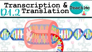 D12  Protein Synthesis Transcription amp Translation  IB Biology SLHL [upl. by Ahsieuqal]