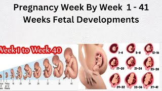 pregnancy week by week  1  41 fetal development [upl. by Kippar]