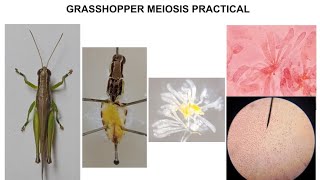 GRASSHOPPER MEIOSIS PRACTICAL [upl. by Nosduh]