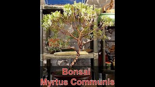 Bonsai Myrtus Communis [upl. by Nuahsed]