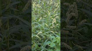 Persicaria maculosa naturephotography naturalbeauty villagephotography jungle forestlife [upl. by Renat]