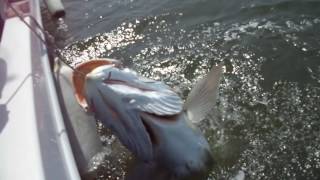 Giant Croaker with 501 Kg captured is Tejo River Portugal in the Vessel quot BOM PESQUEIRO quot [upl. by Seyer188]