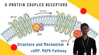 73 GProtein Coupled Receptor GPCR Signalling Pathway in Tamil [upl. by Zaragoza95]