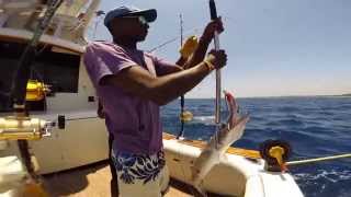 Deep Sea Fishing Charters in Mombasa and Diani Beach in Kenya  We also got to see a Whale Shark [upl. by Tur]