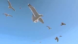 Seagulls In Flight 1080HD [upl. by Mendel]