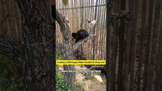 Expanding Our Stray Cats’ New Home 🐈🌳straycat straycats straycatvideos catrescue [upl. by Sedda]