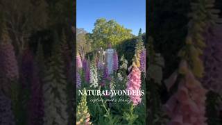 Amazing nature in Toowoomba Cinematic walk ni Donya viralshort viralvideo vacationdestinations [upl. by Adlog]