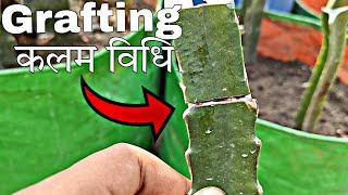 Grafting कलम विधि dragon fruit farming [upl. by Eliathan]