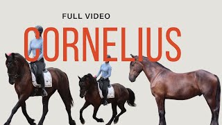 Cornelius  FULL VIDEO  Friesian  Dressage [upl. by Yggam632]