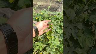 Bitter Gourd The Ultimate Urban Homesteading Crop growing bitter gourd backyard homestead tour [upl. by Palermo]