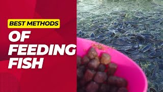 How To Feed Fish Best Ways of Feeding Fish In a Pond [upl. by Valenka228]