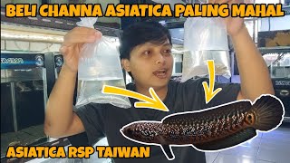 HARGA CHANNA ASIATICA INI PALING MAHAL DARI VARIAN CHANNA ASIATICA LAINYA  ASIATICA RSP TAIWAN [upl. by Volotta]