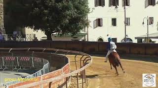 Palio Castiglion Fiorentino prova libera Cassero 1462024 [upl. by Kilgore]