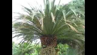 Macrozamia moorei Cycad at Fairchild Miami [upl. by Hamer]