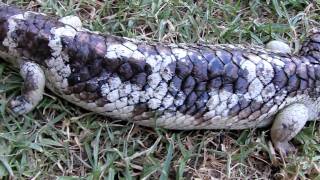 Shingleback  Tiliqua Rugosa Rugosa [upl. by Pate]