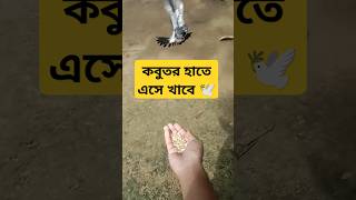 তোমার কিজা চিড়া চলে আসবে কবুতর kobutorkhamar kobutorer pigeon kabootar bird kabutar [upl. by Arataj]