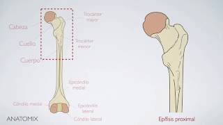 Anatomía del Fémur [upl. by Harbert]