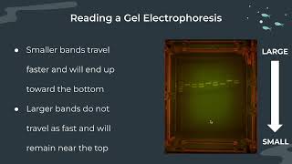 Gel Electrophoresis Notes [upl. by Magel51]