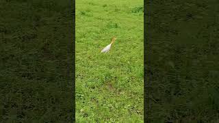 egret bird birdeyeview [upl. by Pitt]