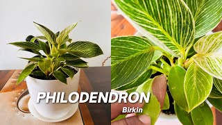 Philodendron  Philodendron Birkin Plant  Repotting  Soil Mixture For Philodendron Birkin video [upl. by Elora]