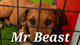 Mr Beast hace adoptar a 100 perros [upl. by Adikam]