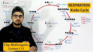 Krebs Cycle  Krebs Cycle in Hindi  Krebs Cycle trick  Krebs Cycle Notes  Glucose Metabolism [upl. by Papert]