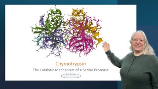 Chymotrypsin the catalytic mechanism of a serine protease [upl. by Rosina]