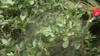 Pesticidewise spot spraying insecticidesfungicides [upl. by Aicelaf]