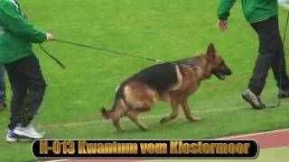 2010 SV BSZS NKGR part 5 Kwantum vom Klostermoor HD [upl. by Kriss]