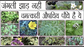 जंगली झाड़ नहीं चमत्कारी औषधिय पौधे हैं ये Indian Medicinal herbs आइए पहचानें आयुर्वेद का असली खजाना [upl. by Bedwell]