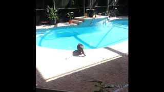 effrayer par un bruit deternument ce chat tombe dans la piscine [upl. by Laundes]