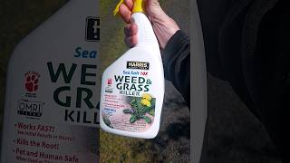 weed and grass killer organic test [upl. by Rasec]