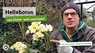 Helleborus Christ und Lenzrosen  gardify Tipps [upl. by Neala]