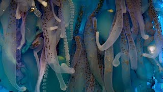 Exploring The Underwater World  4K UHD  Blue Planet II  BBC Earth [upl. by Irrej572]