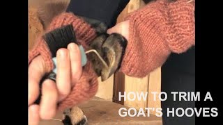 How To Trim Goat Hooves [upl. by Enorej]