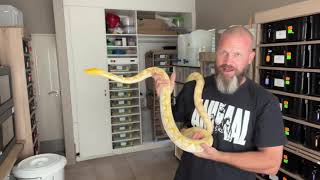 Reticulated Python tips on handling amp socialising your amazing constrictor as an amazing pet [upl. by Oznarol]