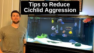 6 Tips to Reduce Cichlid Aggression [upl. by Aires621]