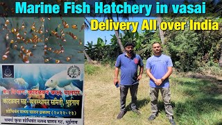 Marine Fish Hatchery in Vasai  Only Marine fish hatchery in Palghar I Delivery All Over India [upl. by Salena]