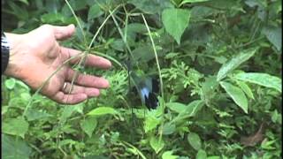 Helicopter Damselfly Worlds Largest Damselfly Flying in Panama By Sayre Nature [upl. by Wilton]