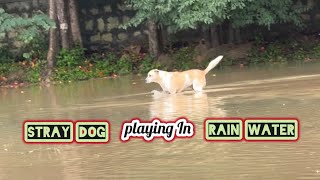 Stray Dog playing in Rain Waterrainwaterdogdogloversbrowndoghappydogdogvideo [upl. by Allekim]