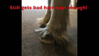 IS YOUR HORSE SUFFERING FROM LAMINITIS [upl. by Yecnuahc]