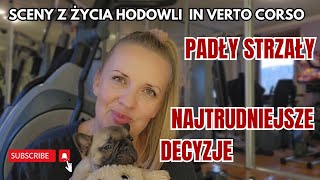 VLOGCzy CANE CORSO MUSZĄ BYĆ ODPORNE NA STRZAŁY👉 CZY DAM RADĘ PODJĄĆ NAJTRUDNIEJSZĄ DECYZJĘ😢 [upl. by Arrehs]