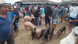 Feira de Porcos da Cidade de Surubim Pernambuco 08112024 [upl. by Ellenyl249]