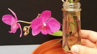 MIRA CÓMO NACIÓ Y CRECE MI ORQUÍDEA DEBAJO DEL AGUA [upl. by Sucitivel]