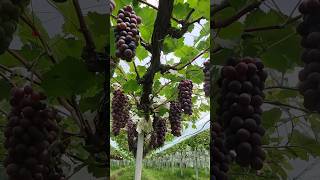 Grape Farming satisfying shot [upl. by Manard222]