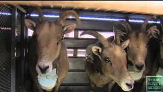 Bighorn Sheep Return to Big Bend Ranch State Park Texas [upl. by Lein]